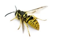 nids de guêpes