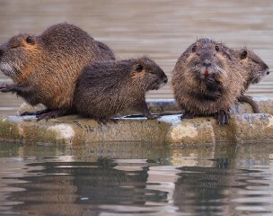 Les rongeurs aquatiques